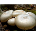 Мицелий Шампиньона садового (Аgaricus hortensis)
